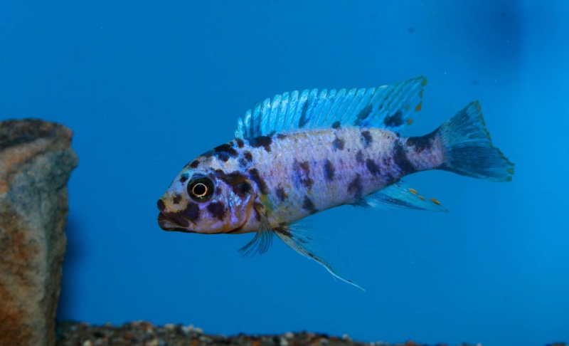 Maylandia fainzilberi 'Iwela'